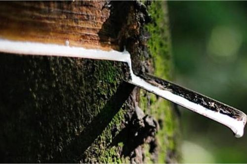 Dự báo giá cao su sẽ tiếp tục tăng trong 2 tháng cuối năm
