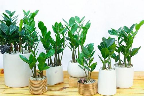 Cảnh giác trước những loại cây cảnh đẹp nhưng lại 'cực độc'