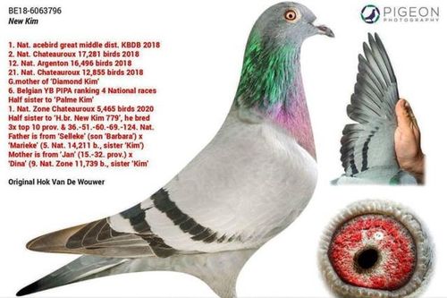 Chim bồ câu đua đắt nhất thế giới có vệ sĩ riêng