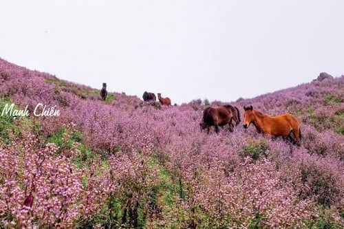 Choáng ngợp trước thảm hoa tím ngợp trời ở Tà Chì Nhù