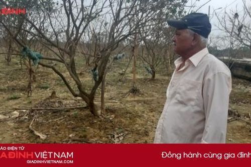 Đội mưa cứu vườn Thanh trà trăm triệu đang 'thoi thóp' sau lũ