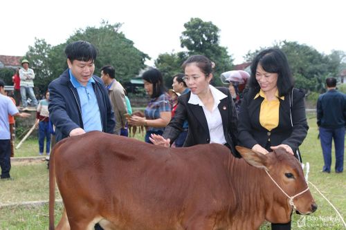 Chủ tịch Ủy ban MTTQ tỉnh trao tặng bò sinh sản cho hộ nghèo ở Tân Kỳ