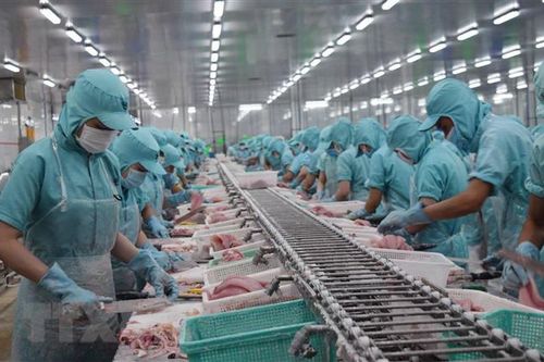 Dự báo kim ngạch xuất khẩu cá tra trong năm đạt 1,5 tỷ USD
