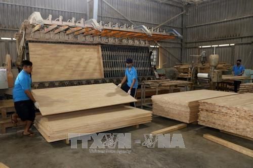 Tuân thủ hệ thống đảm bảo gỗ hợp pháp trong ngành cao su