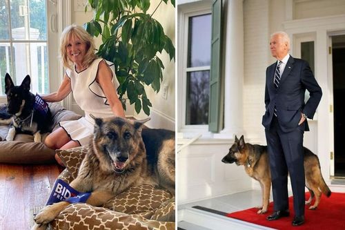 Đệ nhất thú cưng của ông Joe Biden có hẳn tài khoản MXH riêng, lượt like khủng chẳng kém người nổi tiếng