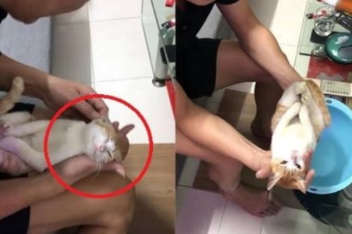 Chú mèo chiếm spotlight vì diễn xuất ăn ý trong clip hướng dẫn tắm cho trẻ sơ sinh được nhặt ngoài đường