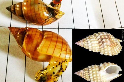Phòng ngộ độc ốc biển