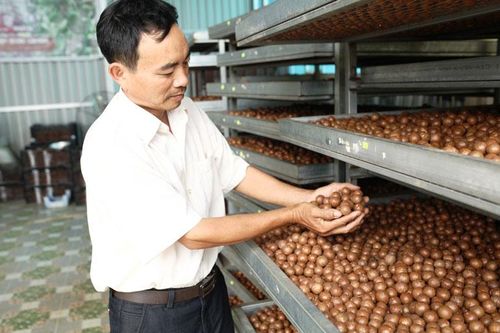 Tạo nhiều sản phẩm từ hạt mắc ca