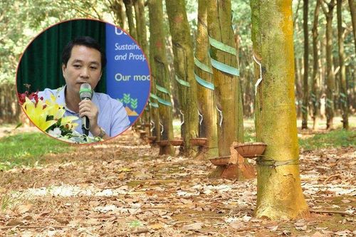 Quan chức Tổng cục Lâm nghiệp: Cây cao su không có độc tố nào cả