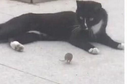Ngộ nghĩnh cặp đôi mèo Tom và chuột Jerry trong đời thực