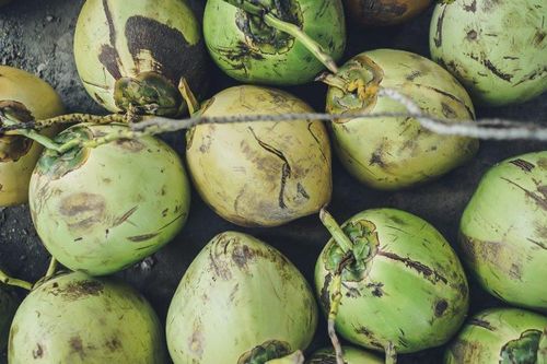 Hỗ trợ mùa COVID-19: Một trường học ở Bali cho phép sinh viên trả học phí bằng… dừa
