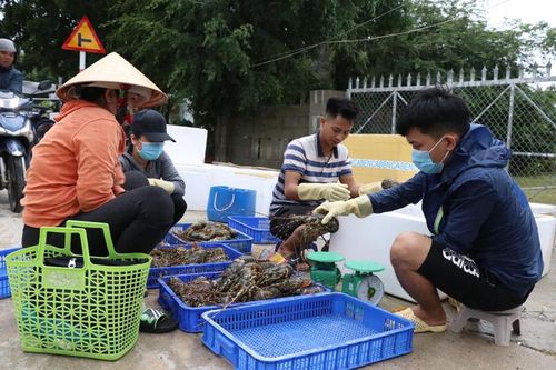 Tôm hùm ở Phú Yên chết hàng loạt, người nuôi thiệt hại lớn