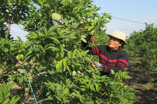 Tây Ninh thu hút đầu tư vào nông nghiệp
