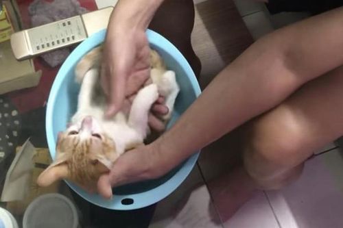 Bố dạy con tắm cho bé, CĐM ngã ngửa với 'giáo cụ trực quan'