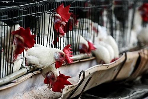 Hàn Quốc cảnh báo phát hiện cúm có độc lực cao ở chim hoang dã