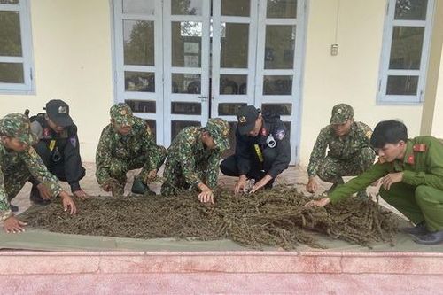 Phát hiện bắt giữ gần 12 kg thảo mộc, nghi là cần sa