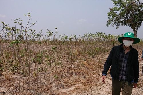 Tan hoang rừng Tây Nguyên