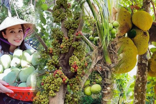 Phát 'sốt' với vườn cây sai trĩu quả của Việt Trinh