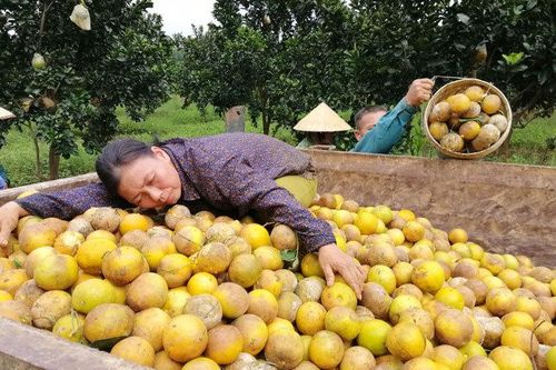Cam Vinh chất đống trên xe tải đổ bỏ sau lũ