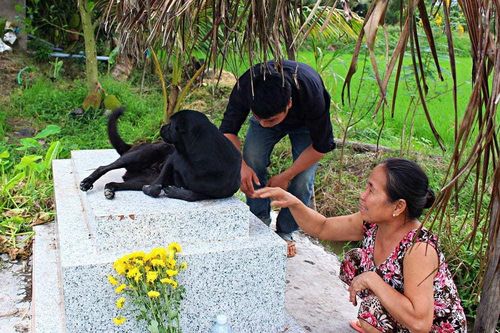 Chú chó trung thành nằm canh mộ chủ nhân suốt 3 năm ở Long An