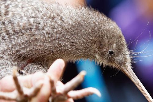 New Zealand phát hiện 1.500 phiếu gian lận bình chọn 'Loài chim của năm'