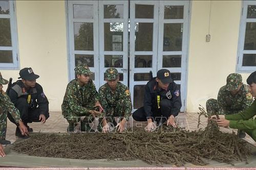 Thu giữ gần 12 kg thảo mộc nghi là cần sa