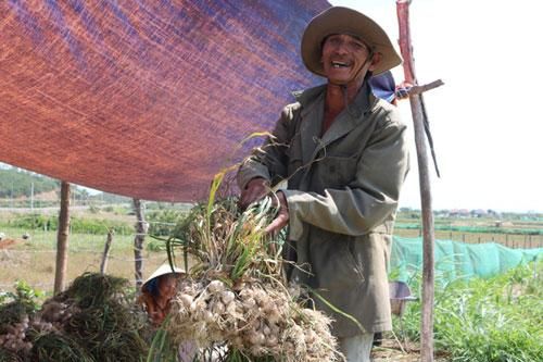 Khánh Hòa: Trồng tỏi 'đuổi nghèo' ở Vạn Hưng