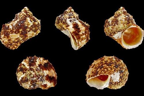 Những loài ốc biển chứa độc tố gây chết người