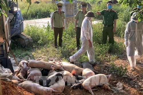 Thái Nguyên: Dịch tả lợn châu Phi tái bùng phát tại nhiều địa phương
