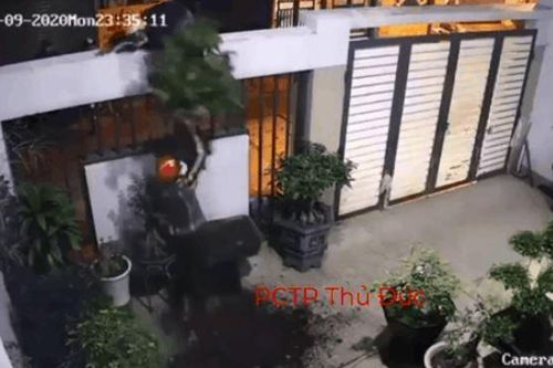 Clip: Trèo tường trộm cây bonsai, nhóm trộm chuyên nghiệp 'ăn dày' chỉ trong vòng 1 phút 'hành sự'