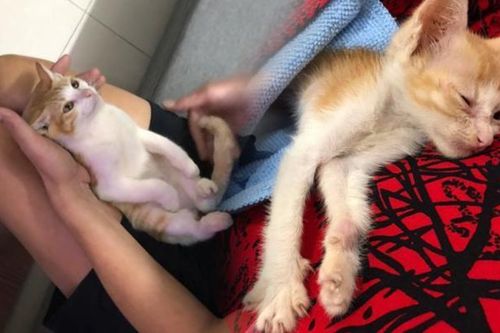 Chú mèo Lạc Lạc nổi tiếng nhờ màn đóng vai em bé sơ sinh lên báo nước ngoài