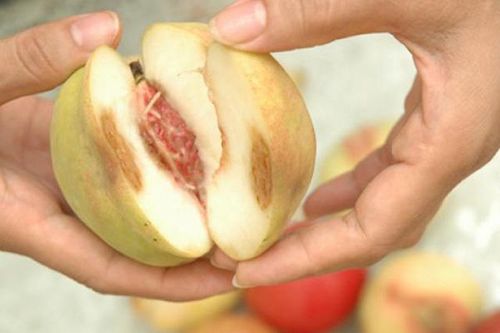 Những thói quen ăn trái cây khiến mất sạch chất lại còn rước ung thư, ký sinh trùng