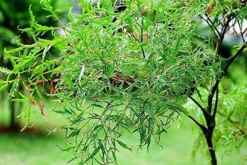 Đặc điểm và tác dụng của cây đinh lăng đối với sức khỏe