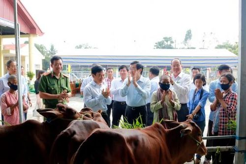 Trao 100 con bò giống cho hộ nghèo đồng bào dân tộc thiểu số Khmer huyện Tri Tôn