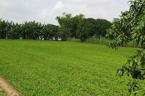 Chú trọng đầu ra cho vụ đông xuân 2020-2021