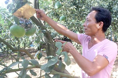 Chủ động sản xuất vụ Tết Nguyên đán 2021