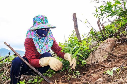 Trồng rừng theo Nghị định 75: Kết quả đạt thấp