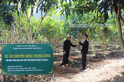 Mô hình 'Thâm canh xoài theo tiêu chuẩn VietGAP' ở Chiềng Mung