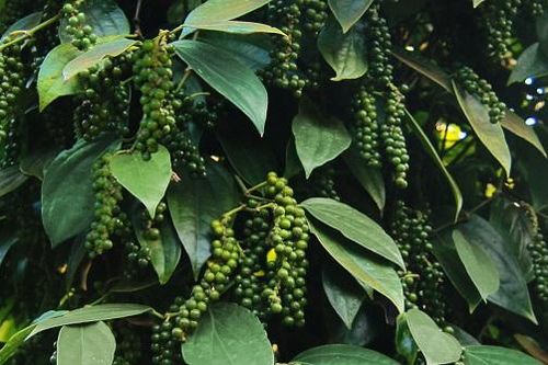 Giá tiêu hôm nay 13/11: Liên tiếp tăng 4 ngày, giá cao nhất 58.000 đồng/kg