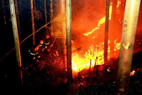 Cháy gần 10 ha rừng trồng tại Vĩnh Phúc