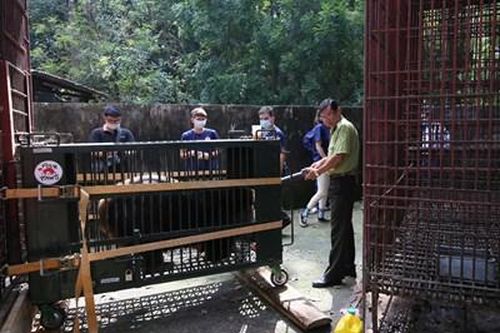 Tổ chức Four Paws Việt: Tiếp nhận thành công 7 cá thể gấu ngựa tại tỉnh Bình Dương