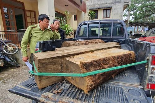 Bắt gỗ lậu ở Cổng Trời