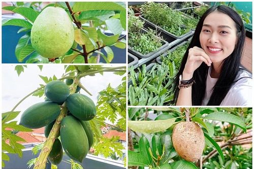 Mãn nhãn khu vườn sân thượng đầy rau quả của Diệp Bảo Ngọc