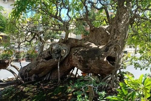 Lộc vừng tiền tỷ 'dáng thế độc nhất vô nhị'... đại gia phát sốt