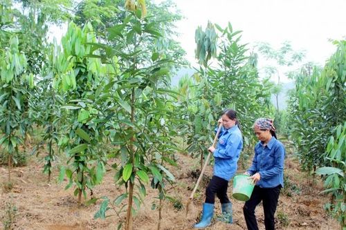 Thái Nguyên: Triển khai nhiều mô hình khuyến nông đạt hiệu quả cao