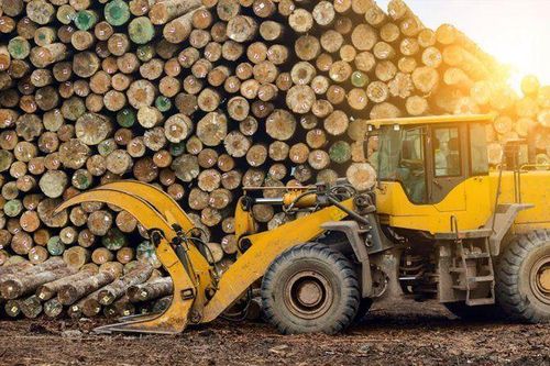 Lý do gì khiến Trung Quốc 'quay lưng' với gỗ Australia, đình chỉ nhập khẩu cá từ Ấn Độ