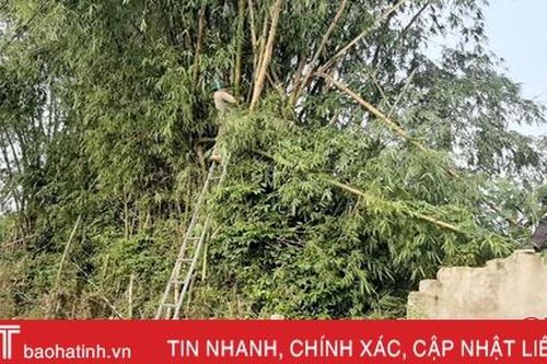 Người dân Vũ Quang tỉa cây, gia cố chuồng trại ứng phó với bão số 13