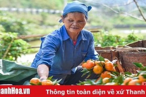 Mùa cam ngọt ở Son - Bá - Mười