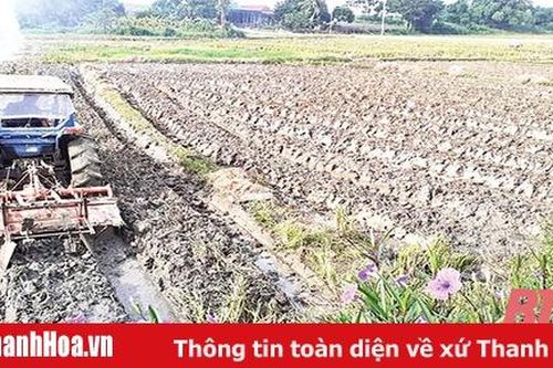 Huyện Ngọc Lặc chủ động sản xuất vụ đông theo hướng liên kết
