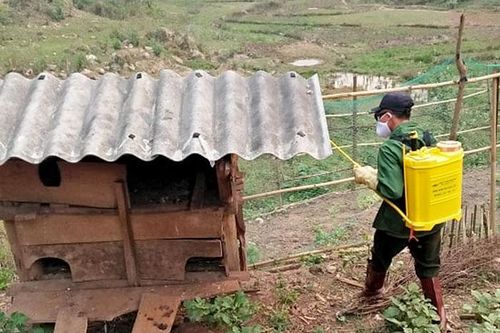Mường Chà chủ động phòng, chống dịch bệnh cho gia súc